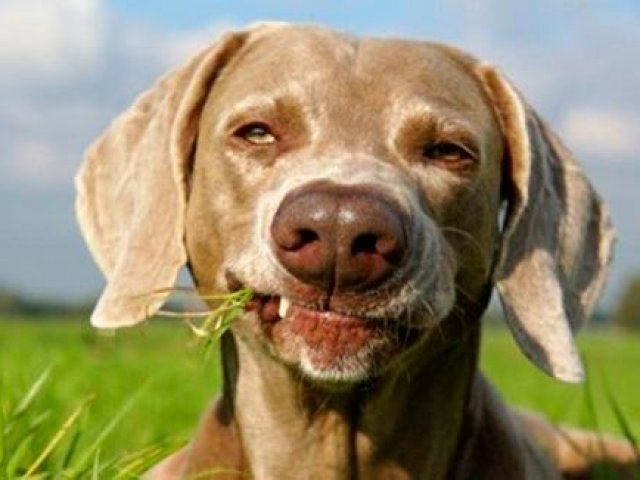 Quase lá! Poucos vão ter a oportunidade de admirar um cachorro sorrindo tão lindamente.
