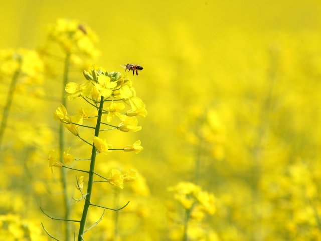 Amarelo