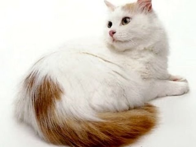 3. TURKISH VAN