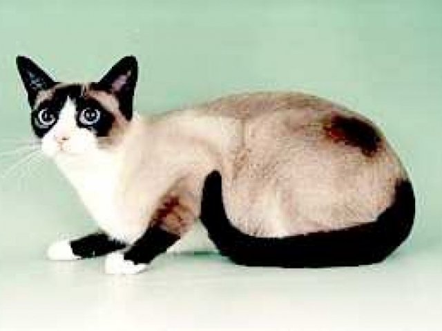 SNOWSHOE