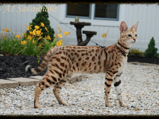 SAVANNAH