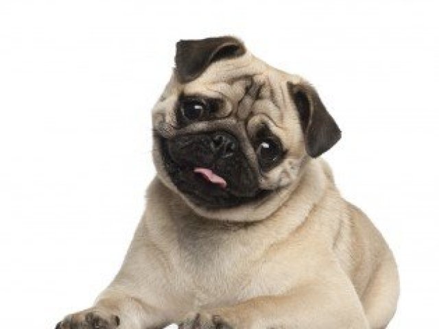 1. Pug