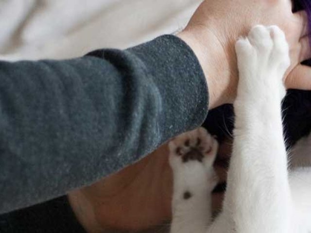 Você ainda precisa aprimorar seus conhecimentos sobre seu gato. Busque informações e seja muito feliz com seu bichano. Vale a pena se aprofundar nos mistérios felinos.