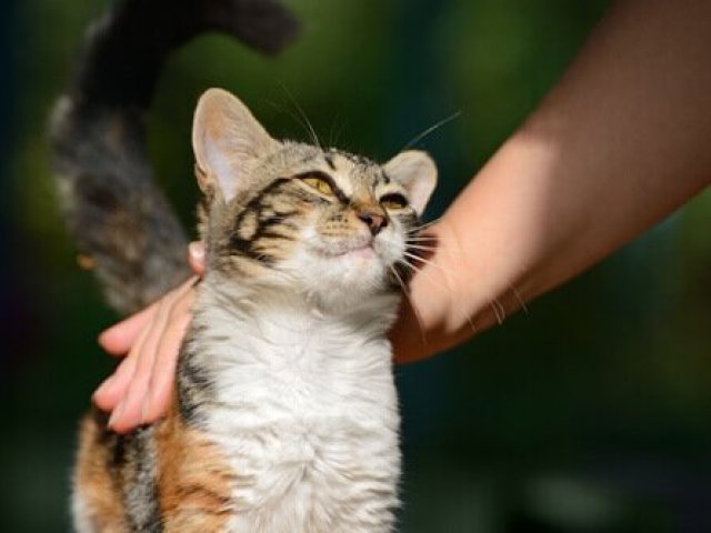Quase lá!
Você já entende bastante do seu gato, mas ainda pode compreendê-lo melhor para curtir muito mais o seu gatinho.