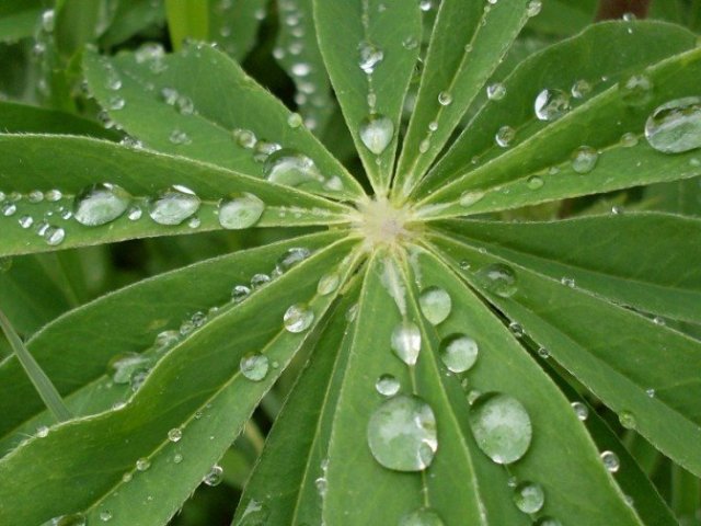 As plantas mais venenosas do mundo