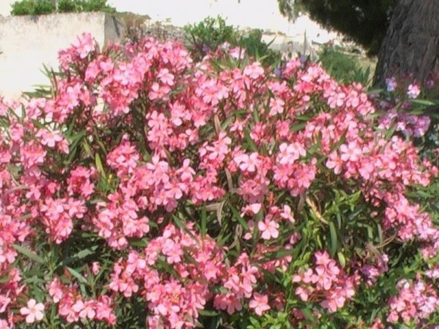 1. Nerium oleander (oleandro)