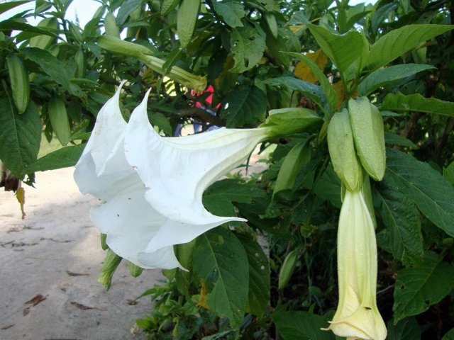 4. Brugmansia suaveolens (trombeta-de-anjo)