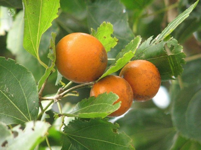 Strychnos nux-vomica (noz-vómica ou fava-de-santo-Inácio)