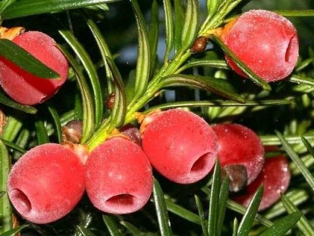 6. Taxus baccata (teixo)