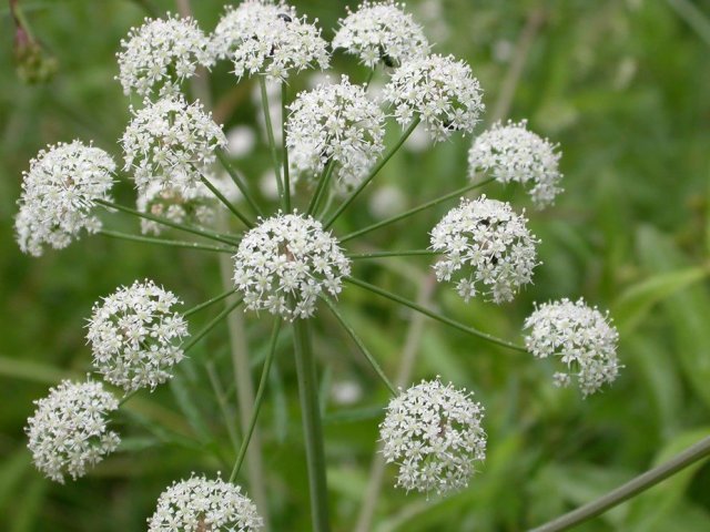 7. Cicuta (water hemlock)