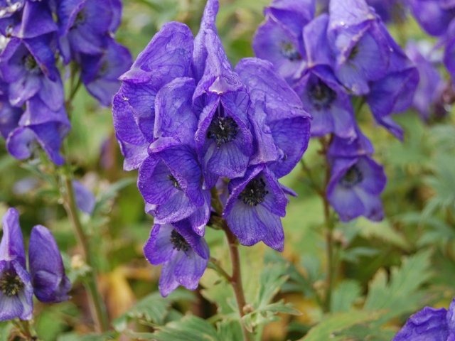 8. Aconitum (wolfsbane)