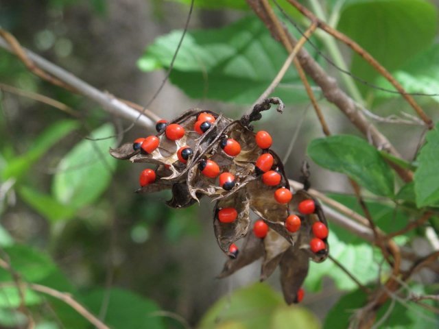 Abrus precatorius (ervilha do rosário)