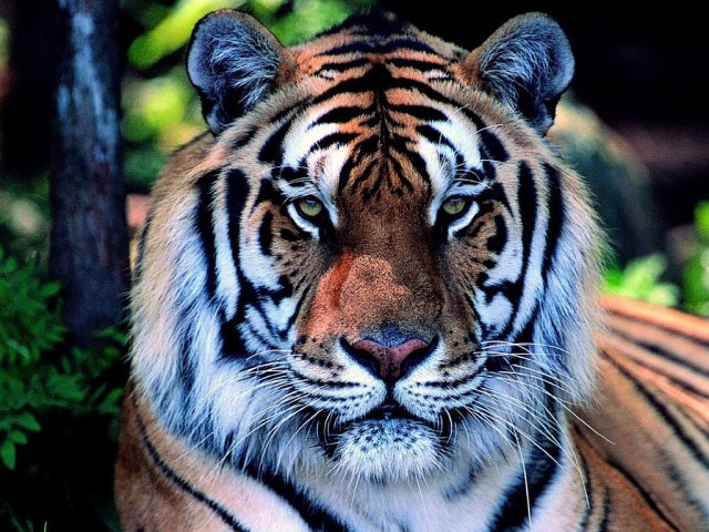 Tigre