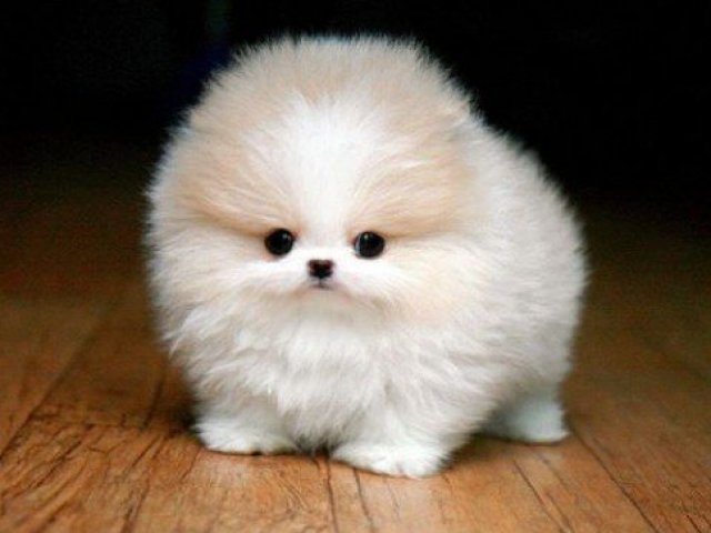Cachorro