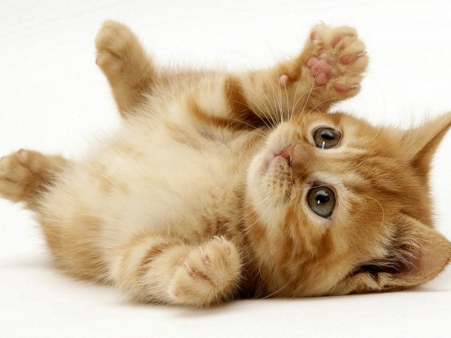 Gato