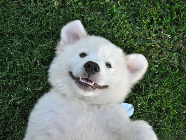 As 10 imagens mais fofas do mundo!