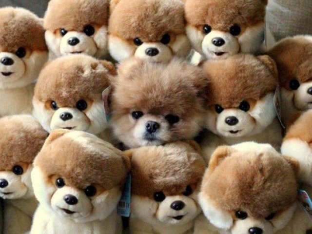 Cade o cachorro ?