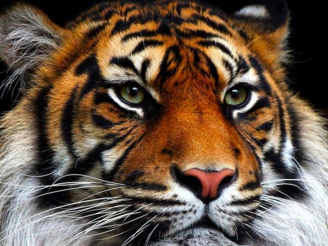 Olhar de Tigre