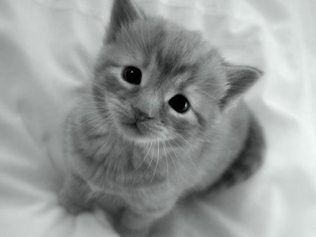Gato!
