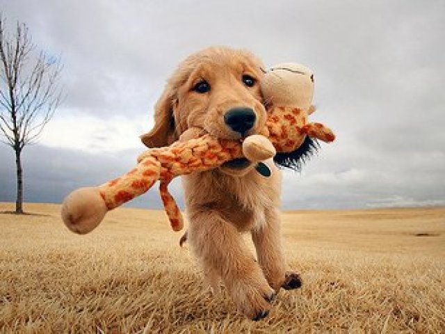 Cachorro!