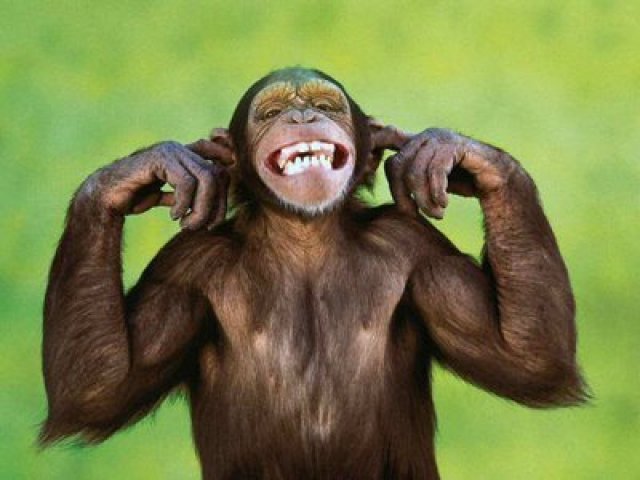 Macaco