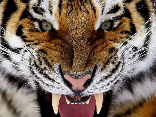 Tigre