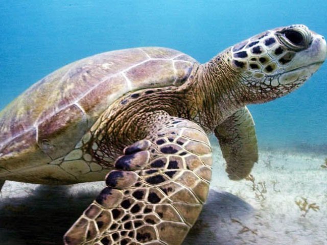 Tartaruga