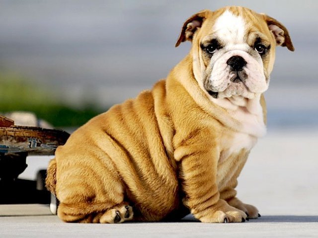 Cachorro