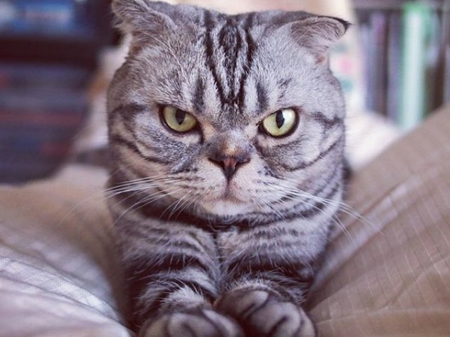 Gato