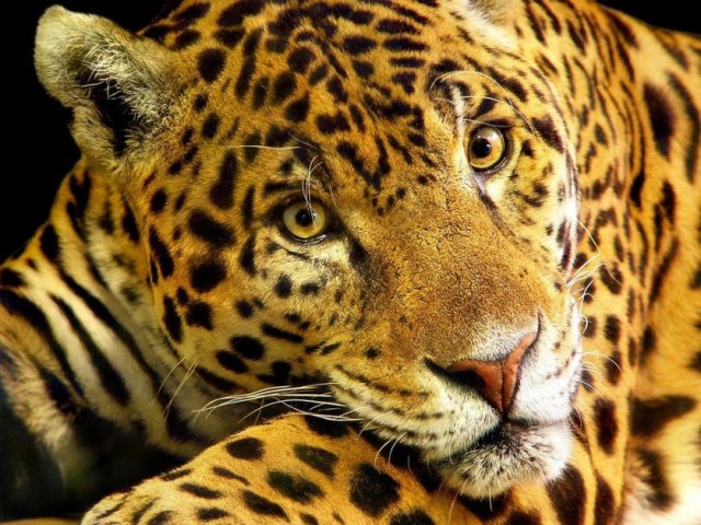 Onça-pintada/Jaguar