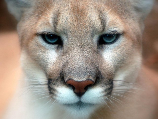 Puma/Suçuarana/Onça-Parda