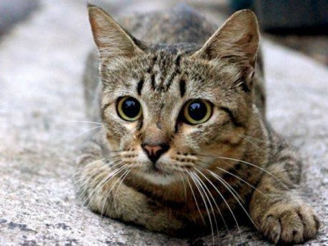 Gato