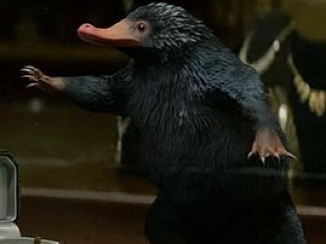 Pelúcio