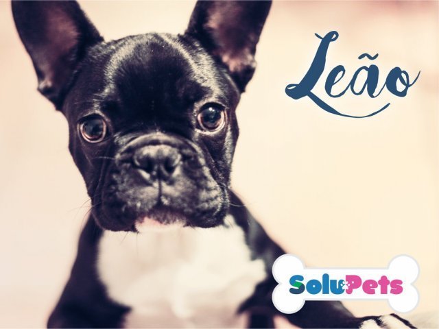 Leão