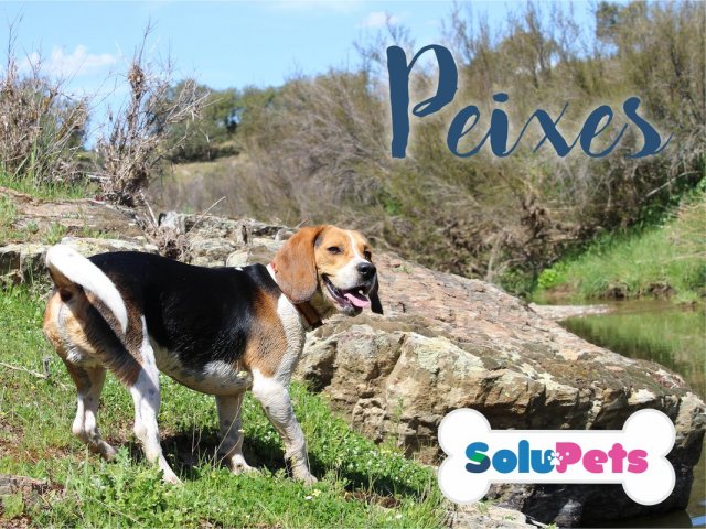 Peixes