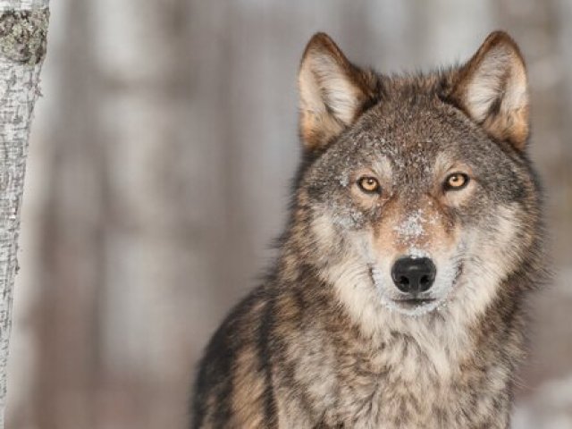 Lobo