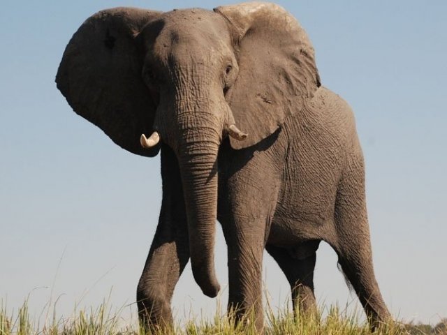 Elefante