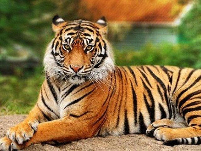 Tigre