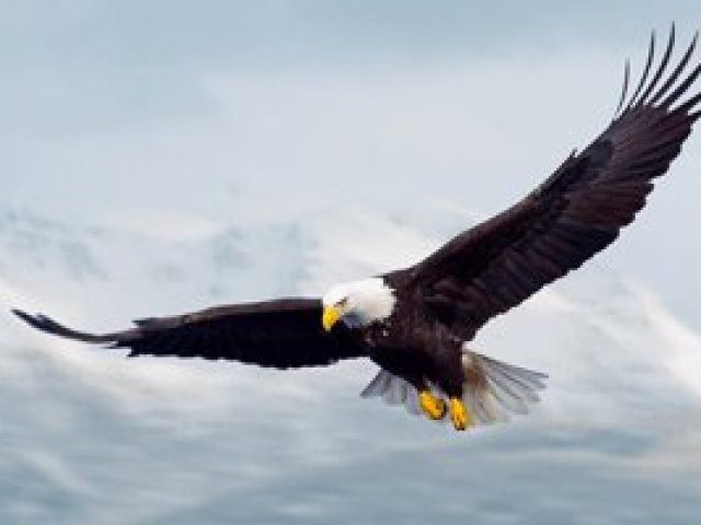 Águia