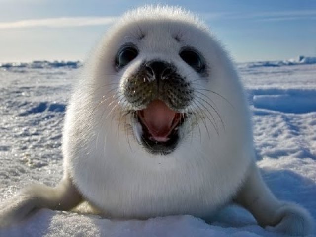 Foca
