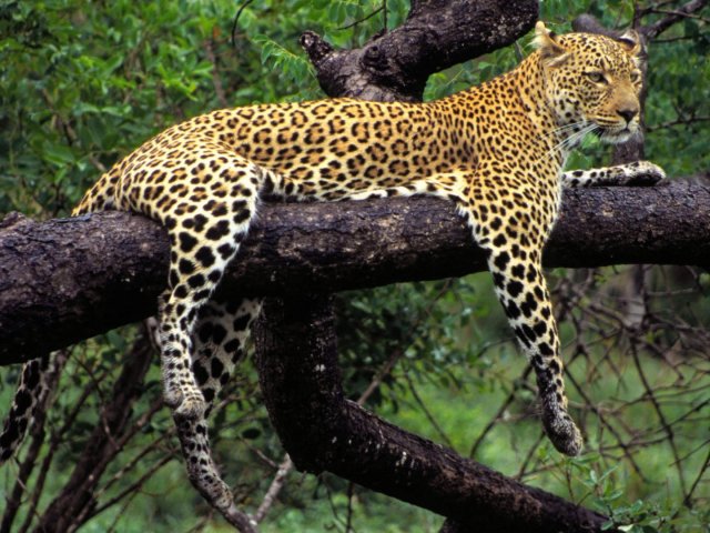 Leopardo
