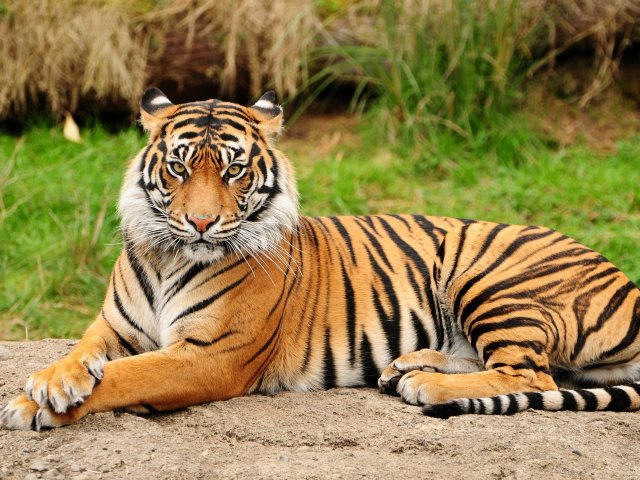 Tigre