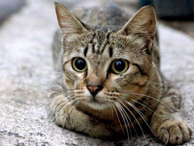 Gato