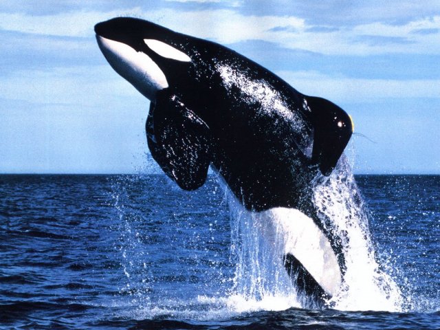 Baleia