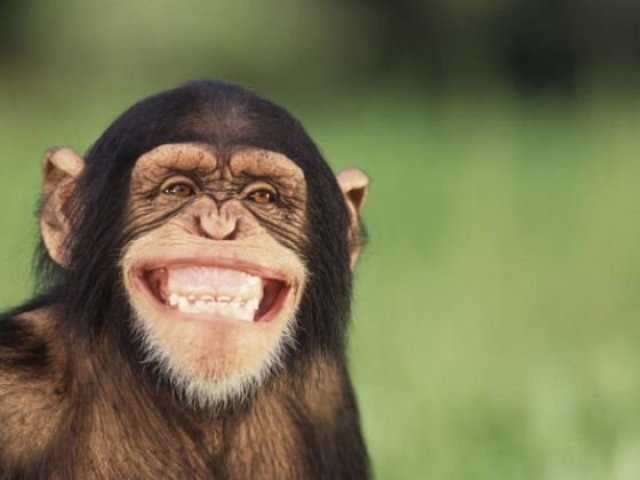 Chimpanzé