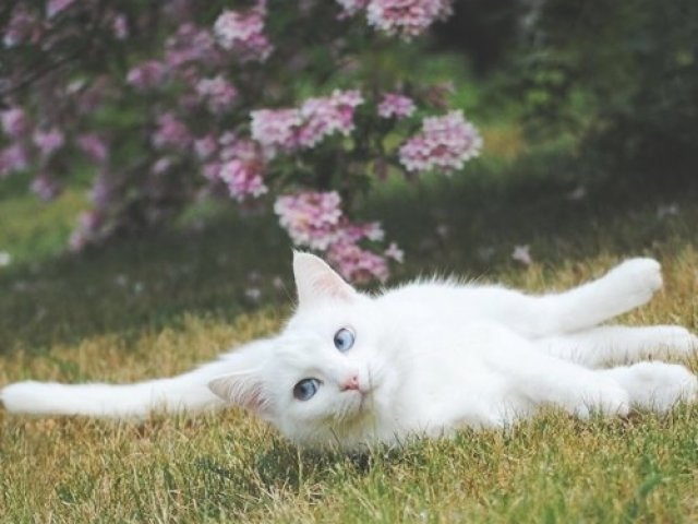 Gato
