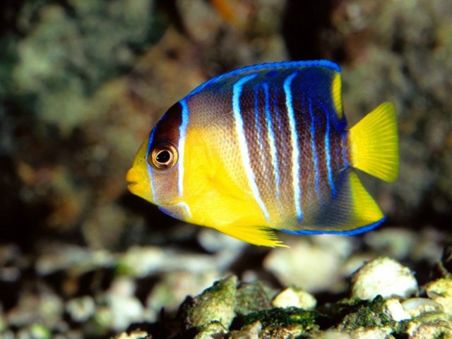 Peixe