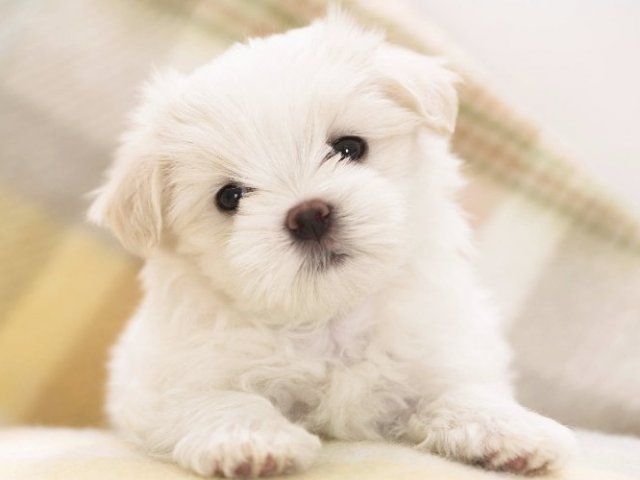 Cachorro