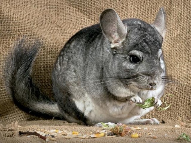 Chinchila