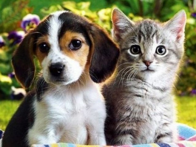 Qual é o bichinho de estimação perfeito para você?